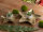 Dekoschalen 2er Set Starlight gold o. silber Weihnachtsdeko Aluminium Stern