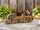 Schriftzug Holzfigur Relax Dekoschrift Mangoholz massiv B28x9cm