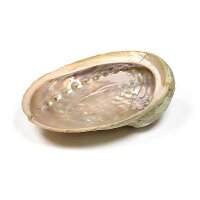Abalone Smudge Muschel Haliotis diversicolor L --...