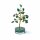 Edelsteinbaum gr&uuml;ner Aventurin -- &plusmn;8cm