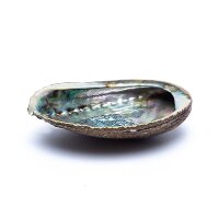 Grüne Abalone Smudge Muschel Haliotis Fulgens --...