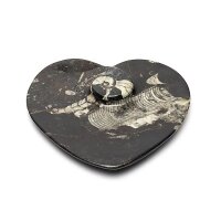 Herzförmige Marmortafel mit Fossilien --...